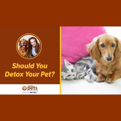 Animal Wellness Veterinarian Dr. Karen Becker