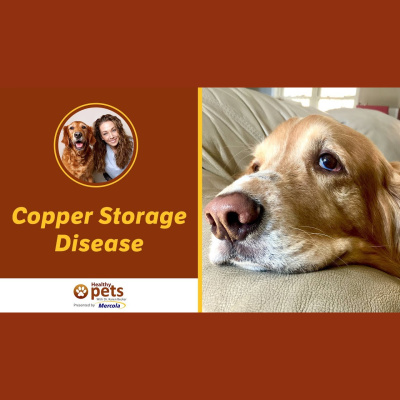 Animal Wellness Veterinarian Dr. Karen Becker