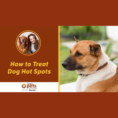 Animal Wellness Veterinarian Dr. Karen Becker