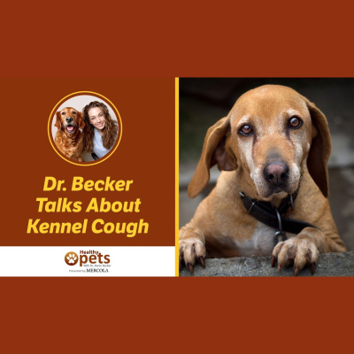 Animal Wellness Veterinarian Dr. Karen Becker