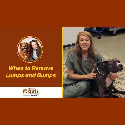 Animal Wellness Veterinarian Dr. Karen Becker