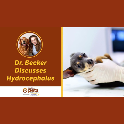 Animal Wellness Veterinarian Dr. Karen Becker