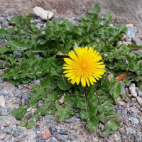 Myöhästyneet yllätysterveiset Uusi Tampere -festareilta!