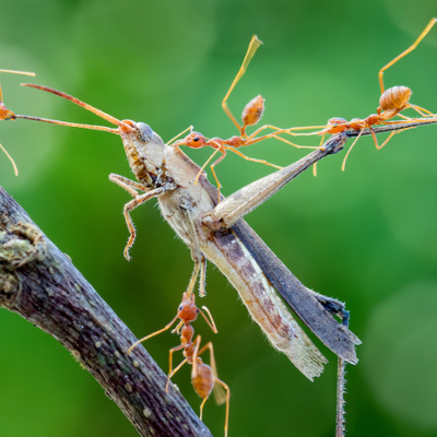 Going Rogue With Caitlin Johnstone