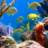 Våra hav mår inte bra - Sara Fröcklin.MP3