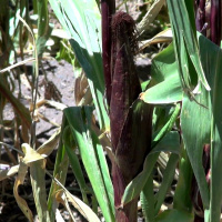 Klimat och säkerhet - Viktor Sundman.MP3