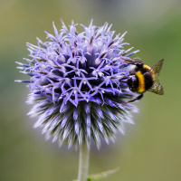 Vi måste stoppa den stora massutrotningen av biologisk mångfald som pågår nu - Urban Emanuelsson.MP3