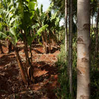 Agroforestry – Ett hållbart, beprövat och effektivt odlingssystem – Linda Andersson.MP3