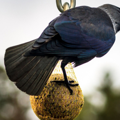 Folktales For Grownfolks