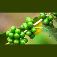 EP7 五种咖啡豆的处理方式