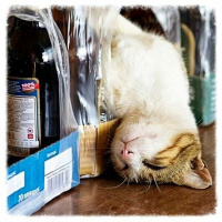 Begijnenstraat studios cover Boecht van Dunaldy