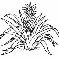 Begijnenstraat studios cover i wanna be a hippy