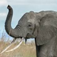 Episode 109 - Thailand, Riding Elephants, McDonalds, Values and Competencies in Curriculum