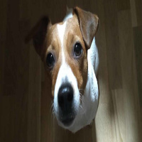 #15 Ell mai no ho faria. Viatges amb peluts