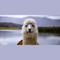 #14 Rodaelmón: de peus a la galleda (II)