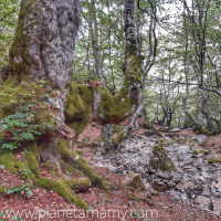 Planeta Mamy 1x11 - Faedo de Ciñera