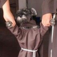 Episode 29: Coccopalmerio, Satire, and the Novus Ordo Going to the Dogs!