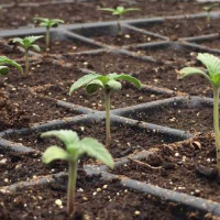 La felicidad es cultivarse