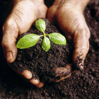 Lo que siembras es lo que cosecharas