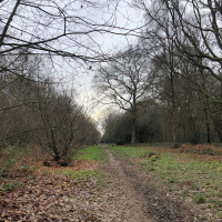 Sounds from Kings Wood