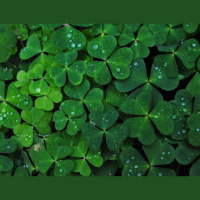 What Does St. Patrick#39s Day Really Mean To The Irish?