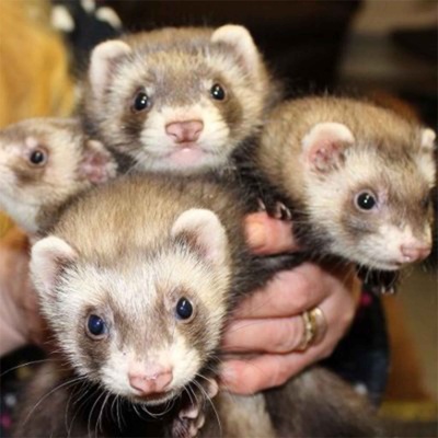 T.c.r Ferrets