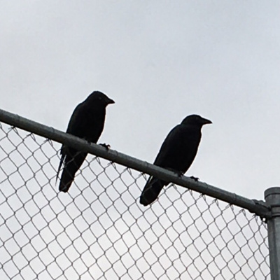 Two Crows Podcast