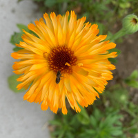 Shūmon Kattōshū Case 24: Not Entering Nirvana Kyō-On Dokurō Oshō, July 25, 2020