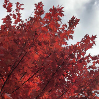 Dharma Talk, November 21, 2018 (Kyo-On Dokuro, Osho)