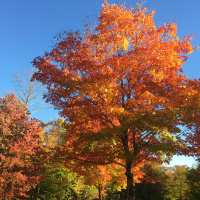 Dharma Talk October 24, 2018 (Kyo-On Dokuro, Osho)