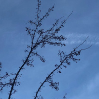 Dharma Talk, February 20, 2019 (Kyo-On Dokuro, Osho)