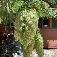 Entangling Vines, Case 14 (Part 2): Choshos Chaos, July 31, 2019 (Kyo-On Dokuro, Osho)