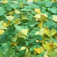 Dharma Talk January 24, 2018 (Kyo-On Dokuro)