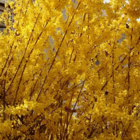 Dharma Talk, Kyoon Dokuro Osho, April 20, 2016