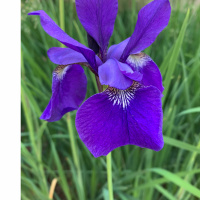 Dharma Talk, June 19, 2019