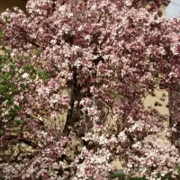 Dharma Talk, Kyo-on Dokuro Osho, May 11, 2016