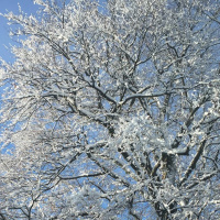 Dharma Talk Kyoon Dokuro Osho, February 10, 2016