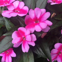 Dharma Talk, Kyo-on Dokuro Osho, August 31, 2016