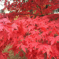 Dharma Talk, Kyo-on Dokuro Osho, November 16, 2016