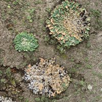 [Deutsch/German] Dharma Nachricht 2. April, 2020, Dokurō