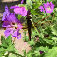 Dharma Talk, June 21, 2017 (Kyo-On Dokuro)