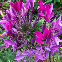 Dharma Talk, September 6, 2017 (Kyo-On Dokuro)