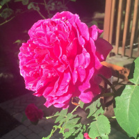 Dharma Talk, Kyo-on Dokuro Osho, June 22, 2016