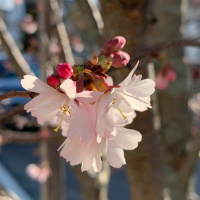 Dharma Talk, April 1, 2020 (Kyō-On Dokurō, Oshō)