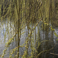 Dharma Talk, Kyo-on Dokuro Osho, March 30, 2016