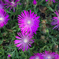 Dharma Talk: Rinzai-ji Hō-On Zazenkai, Kyō-On Dokurō Oshō, July 26, 2020