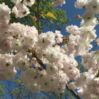 Dharma Talk, May 4, 2017 (Kyo-on Dokuro)