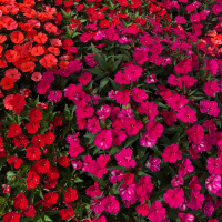 Dharma Talk, September 26, 2018 (Kyo-On Dokuro, Osho)