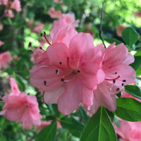 Dharma Talk, May 30, 2018 (Kyo-On Dokuro, Osho)