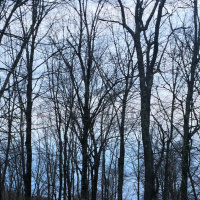 Kyo-on Dokuro Osho, Dharma Talk, February 8, 2017